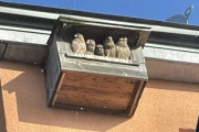 5-junge-Turmfalken-werden-fluegge